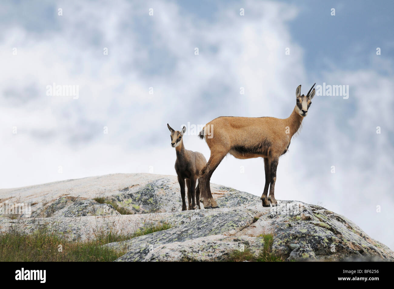 Il camoscio (Rupicapra rupicapra), femmina con giovani, Grimsel, Berna, Svizzera, Europa Foto Stock