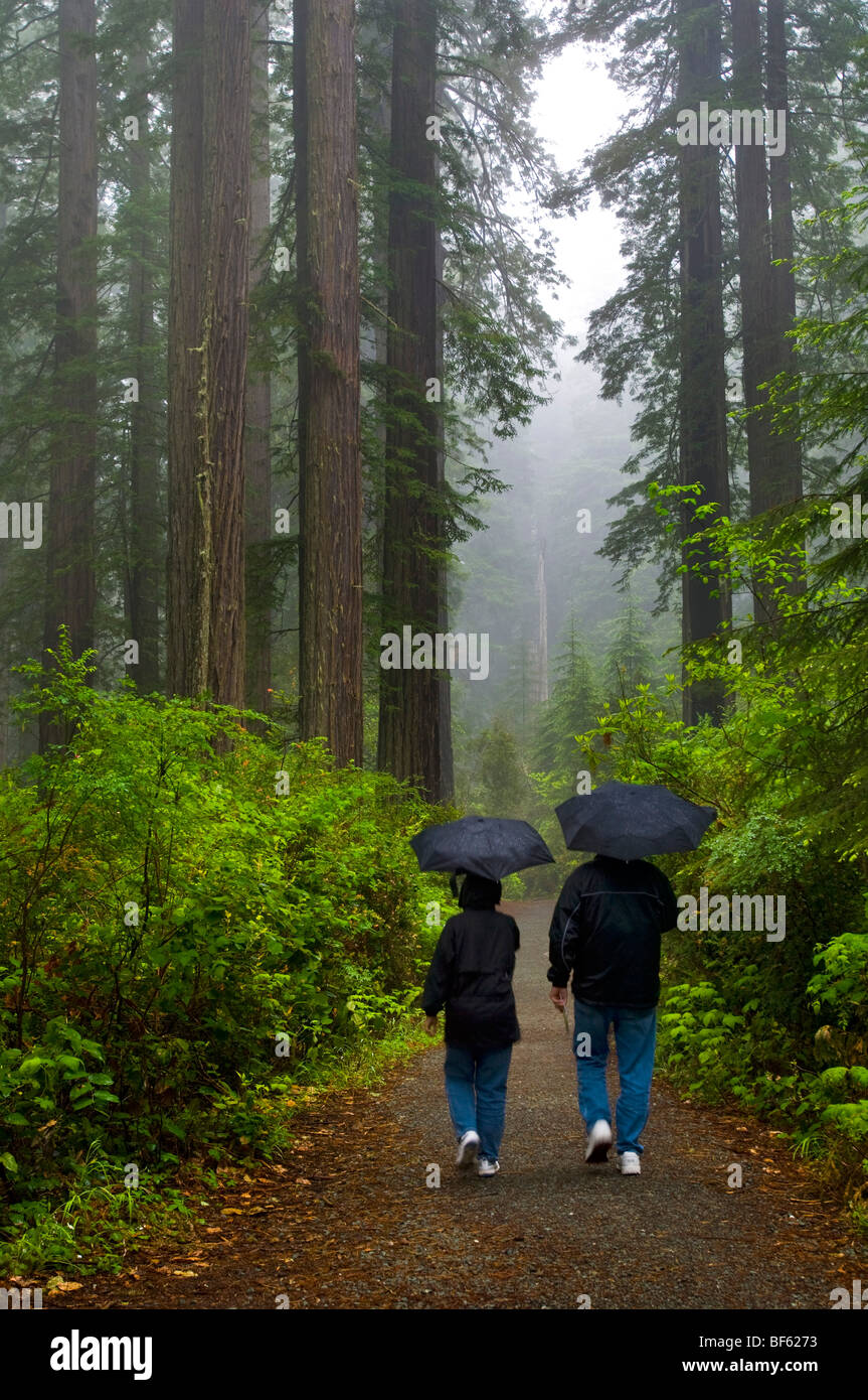 Giovane a piedi nella foresta con ombrelloni sul sentiero in pioggia e nebbia, Lady Bird Johnson Grove, Parco Nazionale di Redwood in California Foto Stock