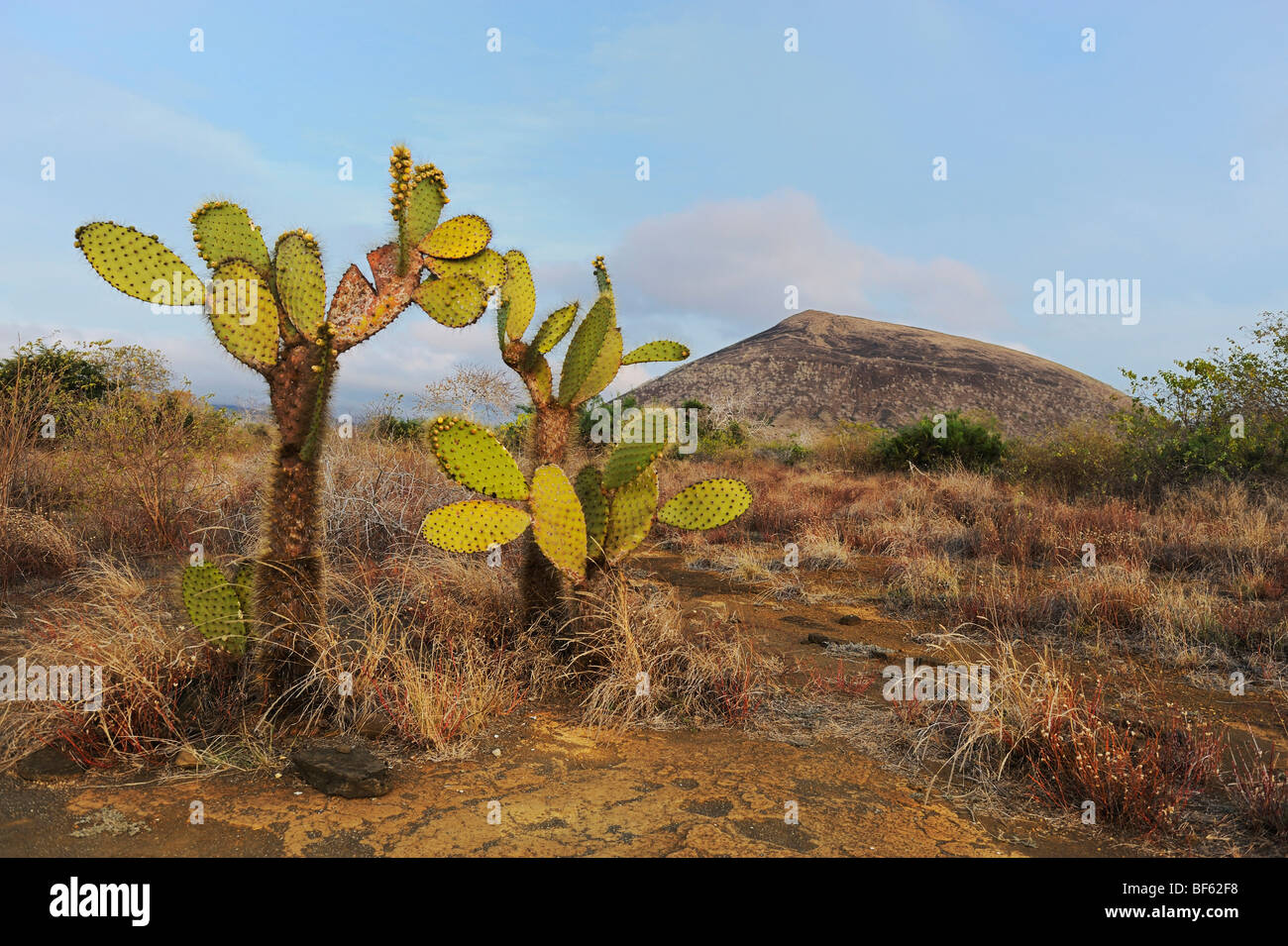Ficodindia cactus (Opuntia echios), Puerto Egas Bay, isola di Santiago, Isole Galapagos, Ecuador, Sud America Foto Stock