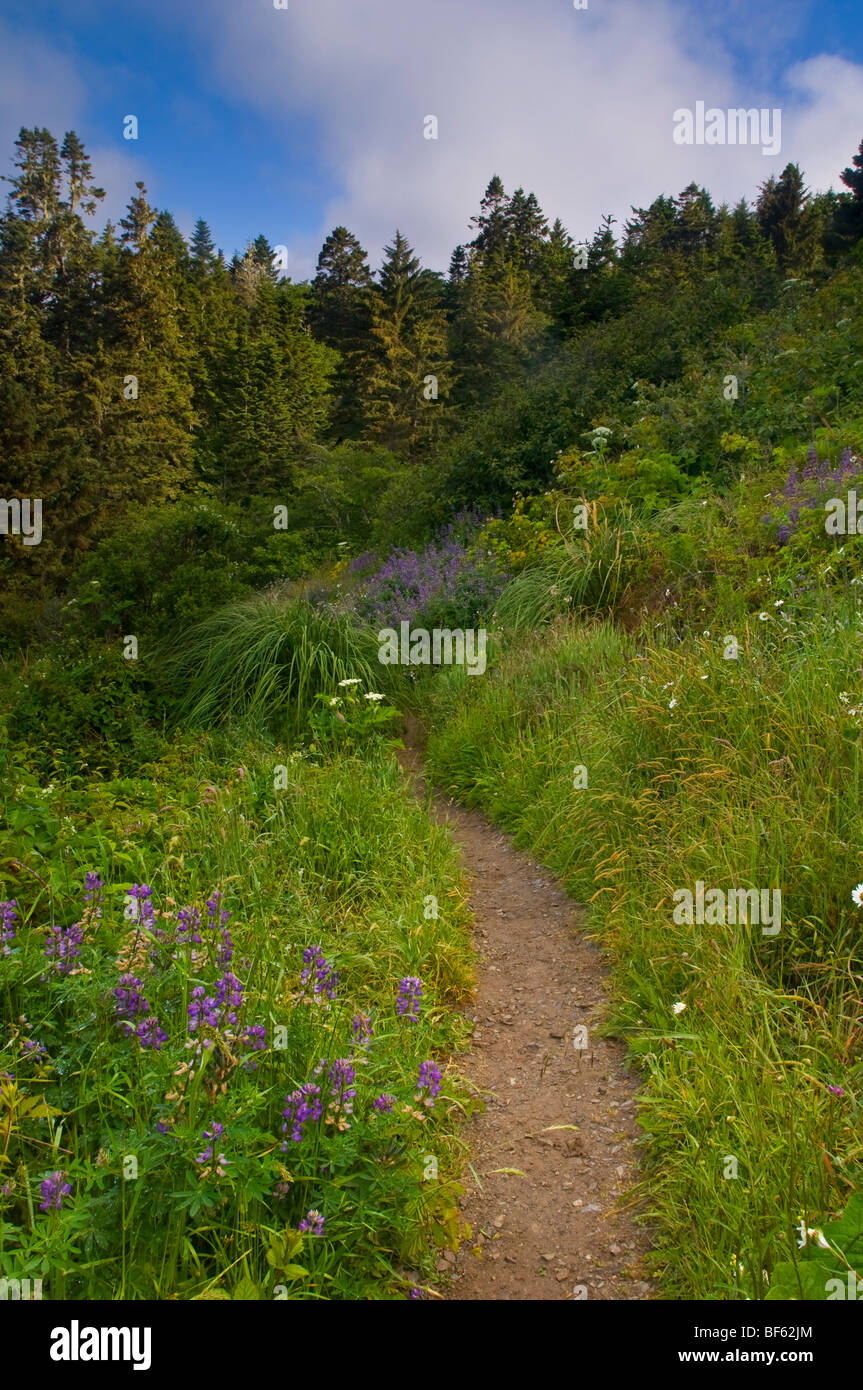 Il sentiero attraverso la foresta e le piante a Trinidad State Beach, Humboldt County, California Foto Stock
