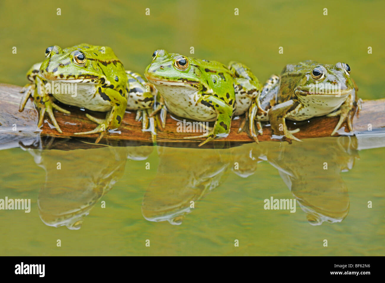 Rana Verde (Rana esculenta), adulti sul log, Svizzera, Europa Foto Stock