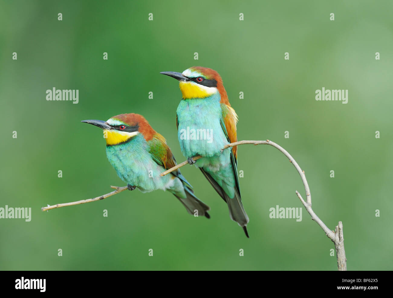 Unione Gruccione (Merops apiaster),adulti arroccato, Ungheria, Europa Foto Stock