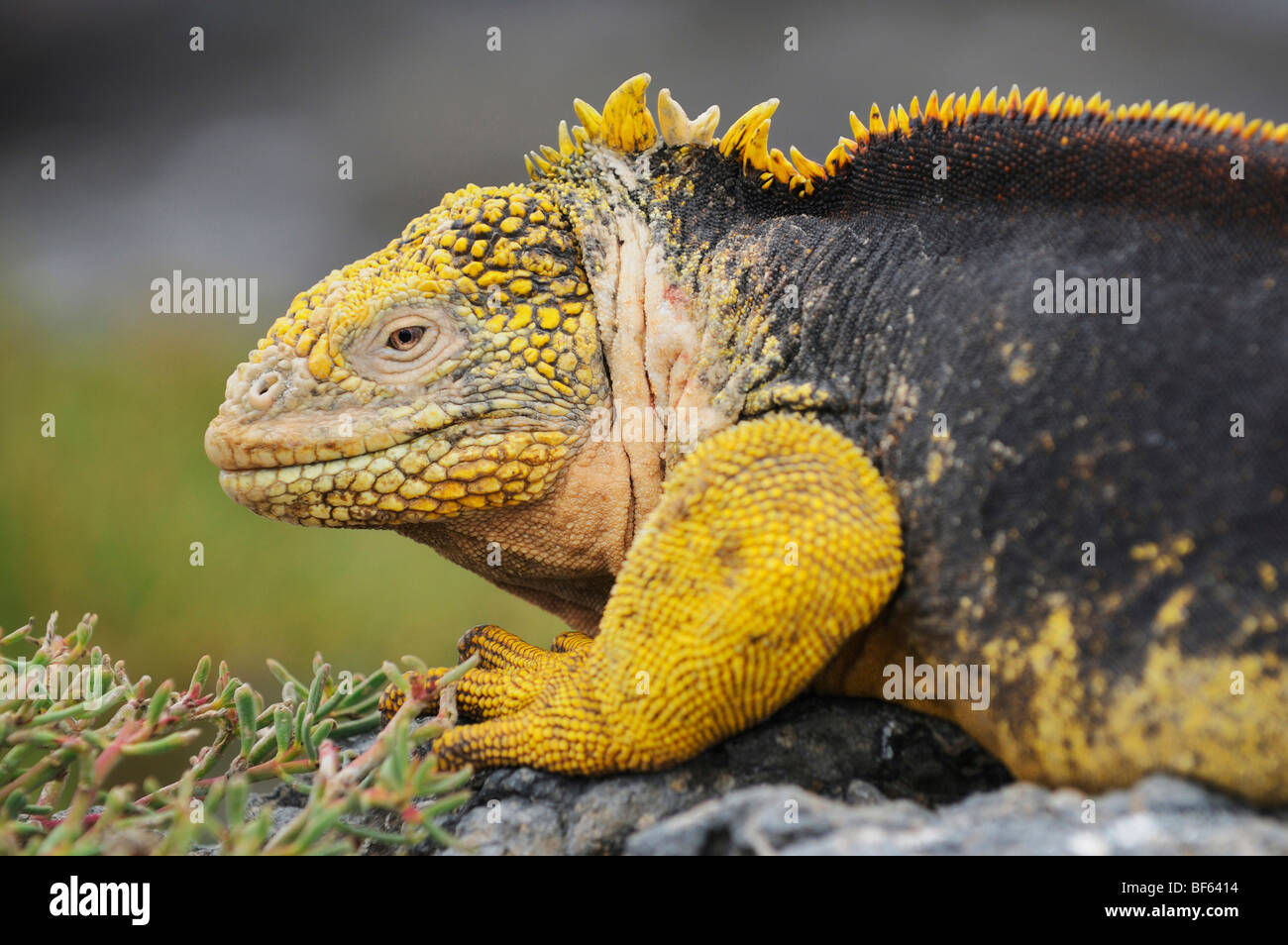 Terra Galapagos Iguana (Conolophus subcristatus), Adulto, Plaza Sur Island, Isole Galapagos, Ecuador, Sud America Foto Stock