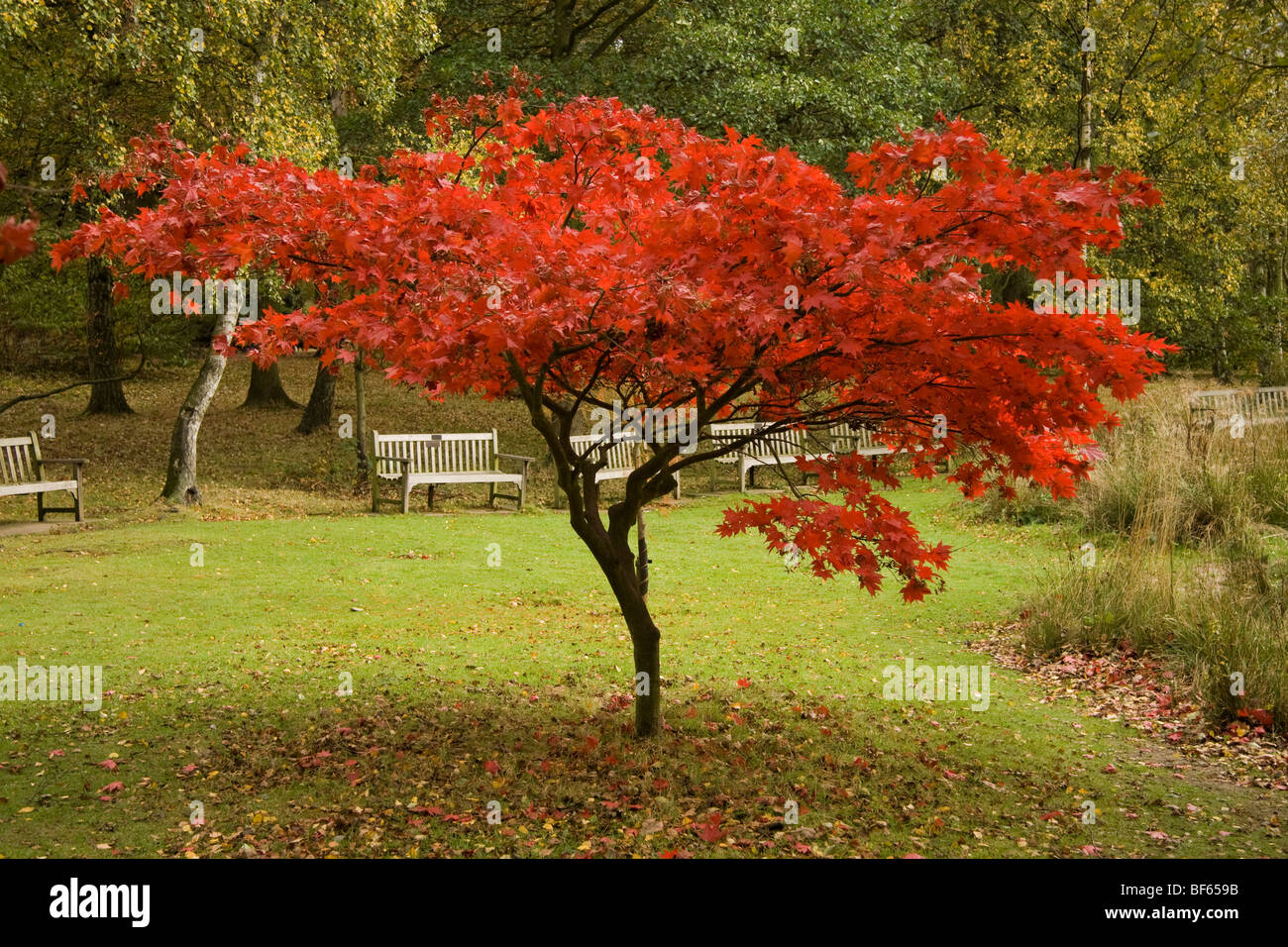 Rosso giapponese lasciava in acero in un parco Foto Stock