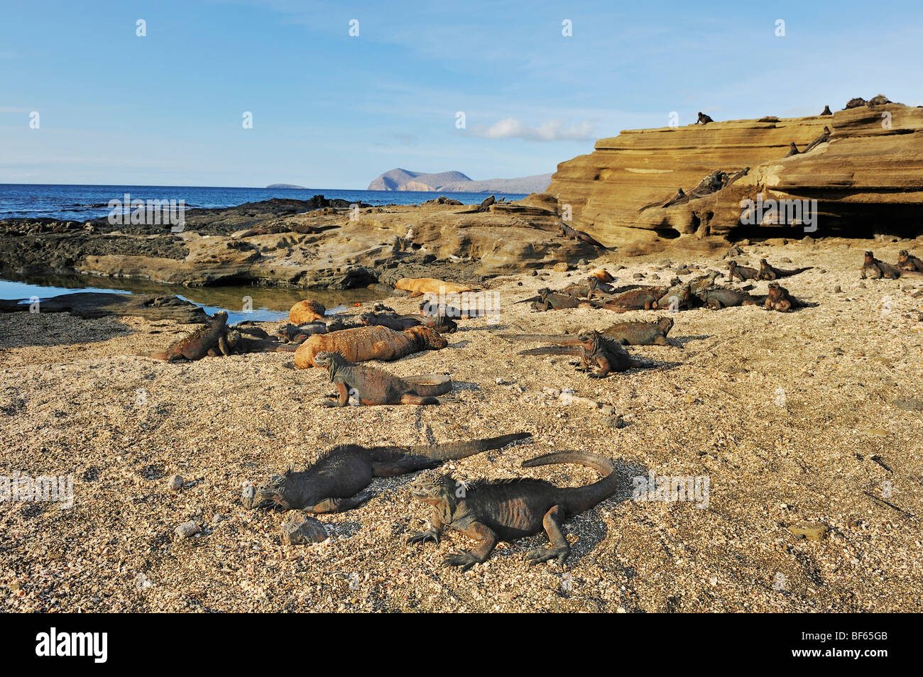 Iguane Marine (Amblyrhynchus cristatus), gruppo ensoleillement, Puerto Egas Bay, isola di Santiago, Galapagos, Ecuador, Sud America Foto Stock
