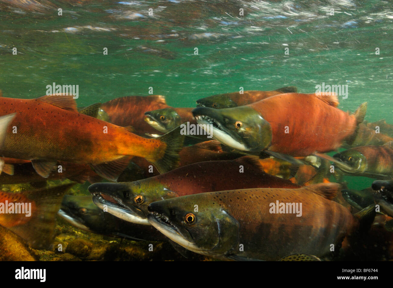 Rosso Salmone, Oncorhynchus nerka, Il Salmone Kokanee, East River, Colorado Foto Stock