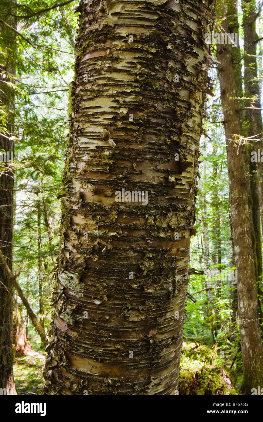 Una vista ingrandita di una carta betulla in una foresta di North Cascades in Washington, Stati Uniti d'America. Foto Stock