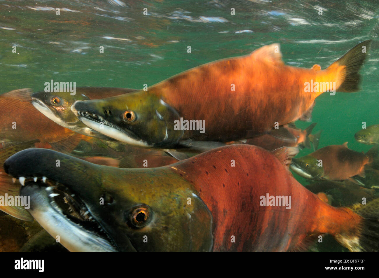 Rosso Salmone, Oncorhynchus nerka, Il Salmone Kokanee, East River, Colorado Foto Stock