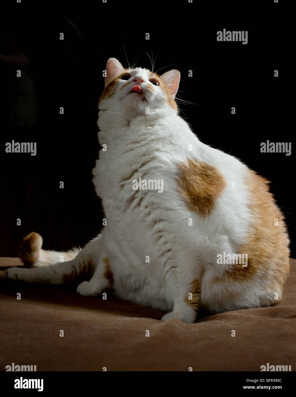 Il sovrappeso in arancione e bianco macchiato il gatto con la lingua fuori Foto Stock