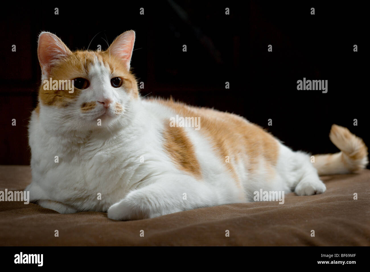 Il sovrappeso in arancione e bianco macchiato il ritratto di gatto Foto Stock