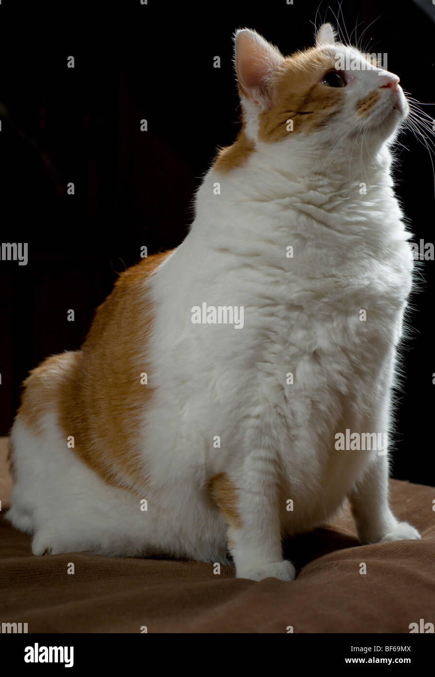Il sovrappeso in arancione e bianco macchiato il ritratto di gatto Foto Stock