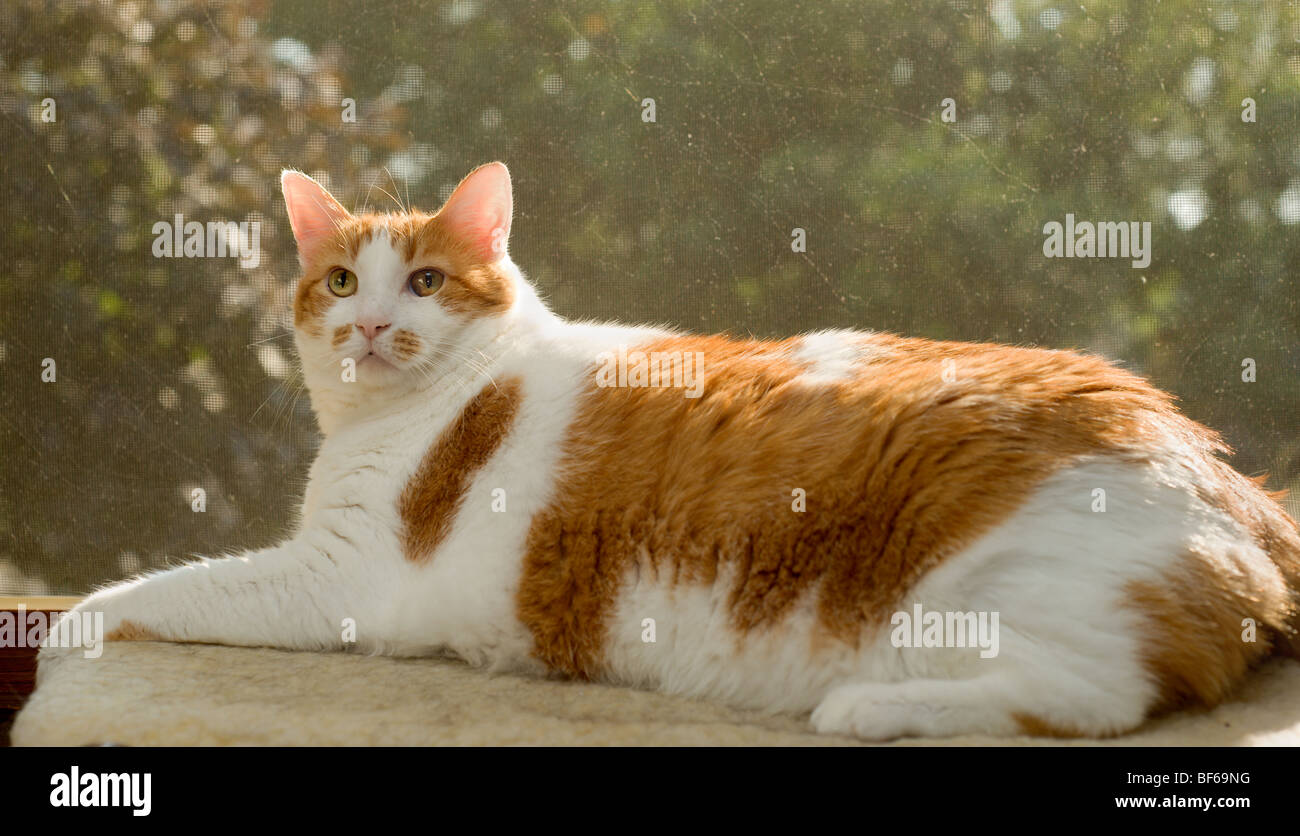 Il sovrappeso in arancione e bianco macchiato il gatto seduto in un davanzale Foto Stock