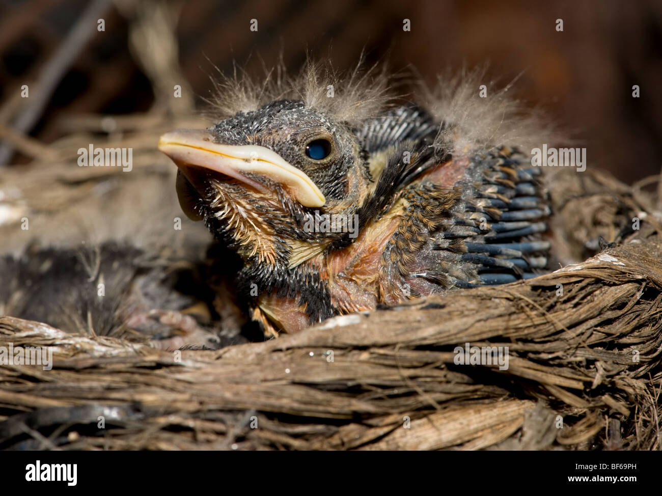 Bambino uccello in un nido Foto Stock