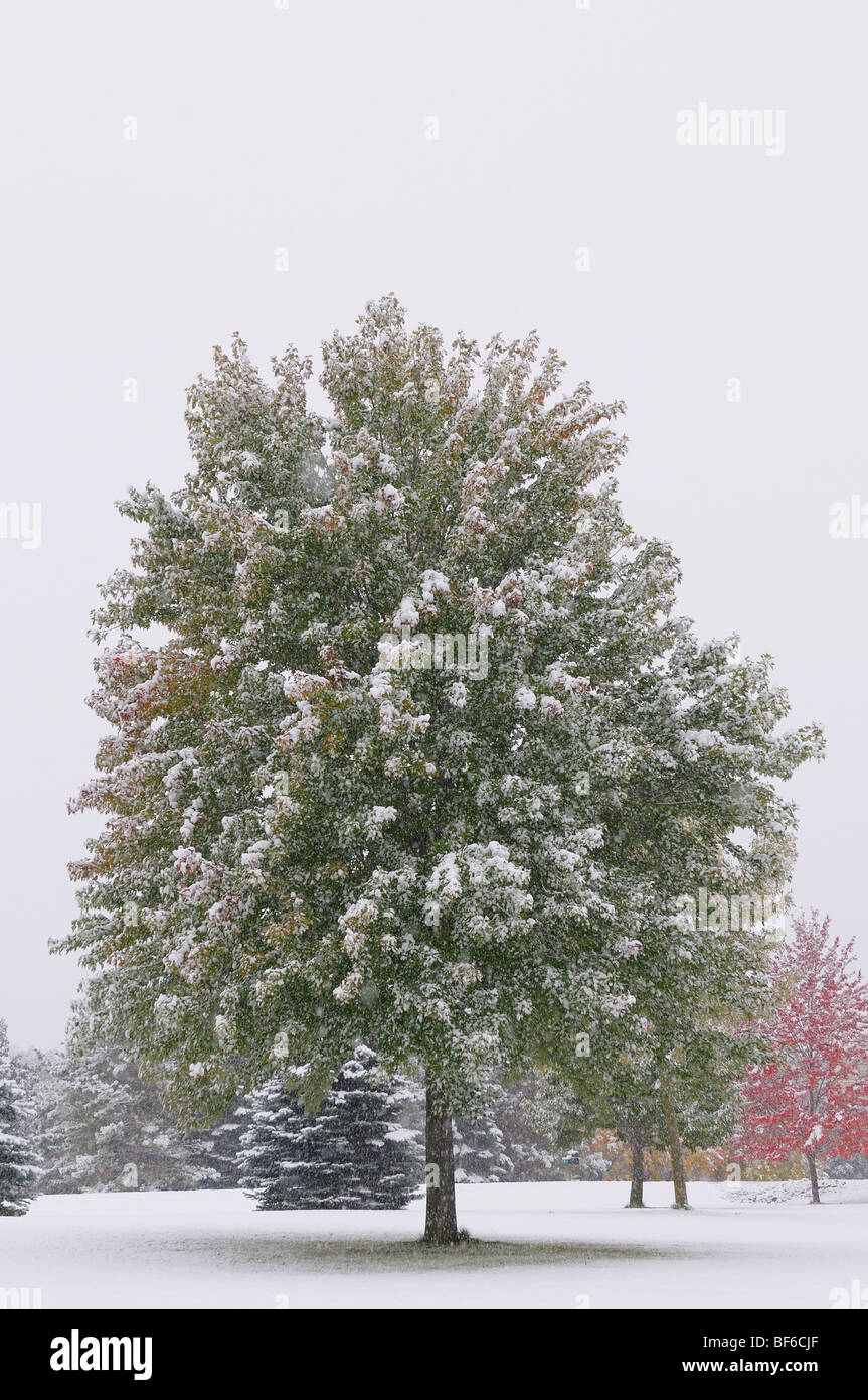 Albero solitario durante la caduta neve Foto Stock