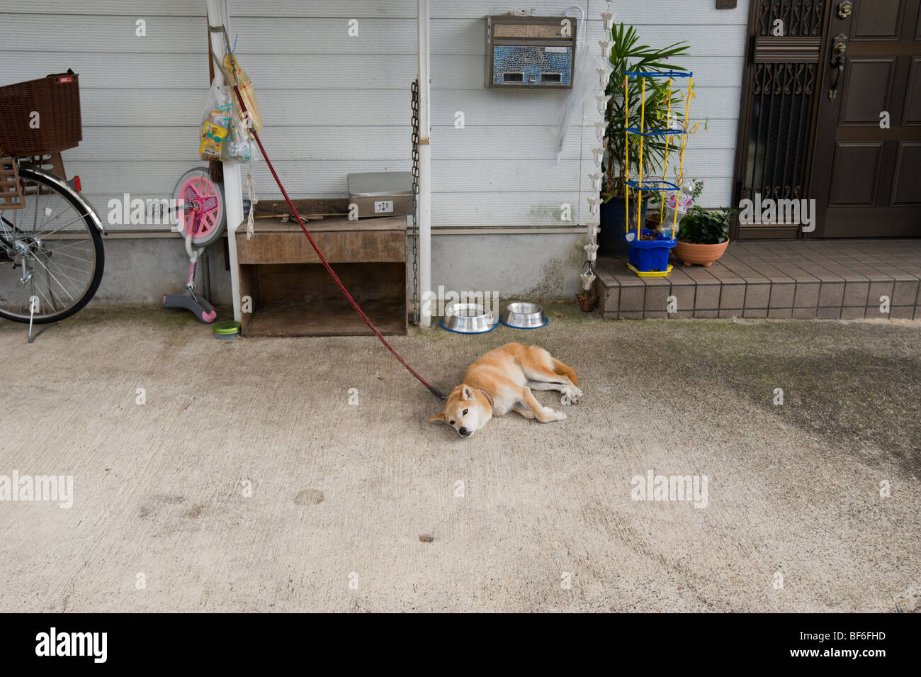 Un cane giapponese sulla sua catena al di fuori di una tipica casa a Kyoto, Giappone Foto Stock