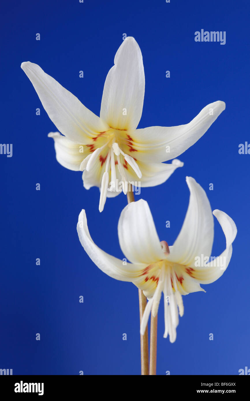Erythronium californicum 'White bellezza' (Dog-dente violetta, trota lily) Foto Stock