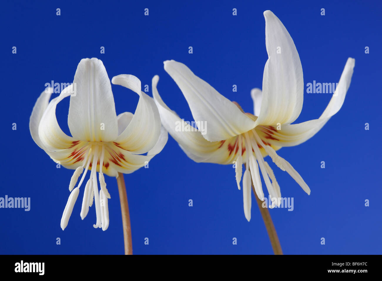 Erythronium californicum 'White bellezza' (Dog-dente violetta, trota lily) Foto Stock