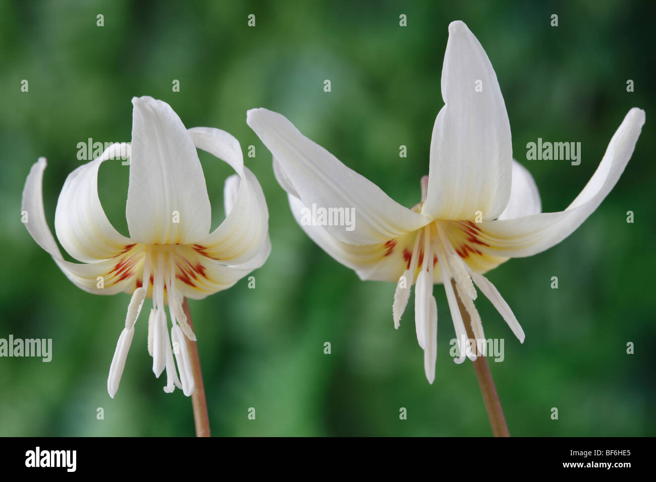 Erythronium californicum 'White bellezza' (Dog-dente violetta, trota lily) Foto Stock