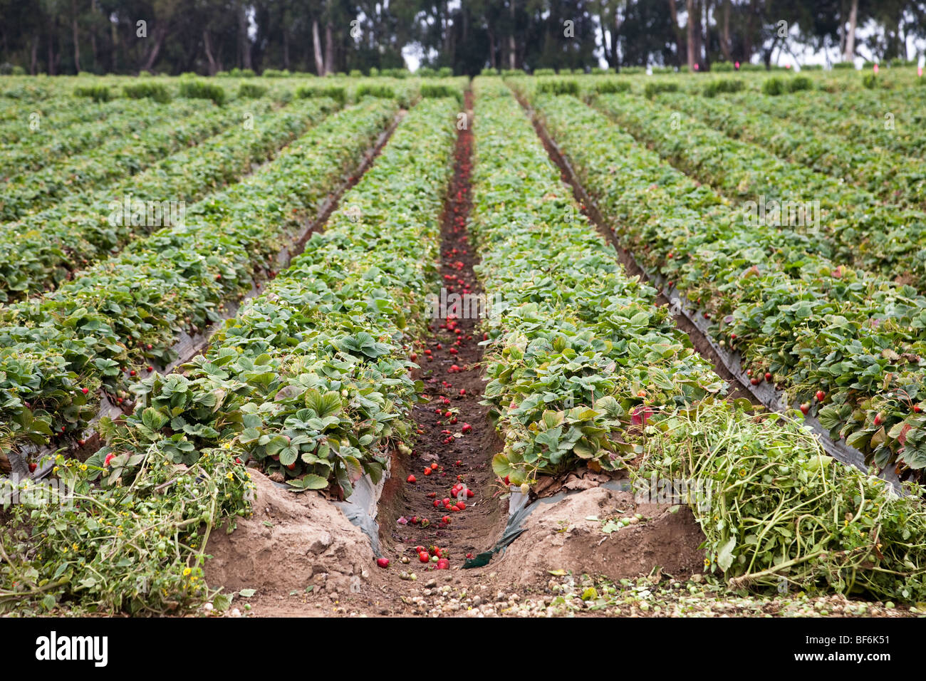 Campo di fragole, Santa Cruz in California, Stati Uniti d'America Foto Stock