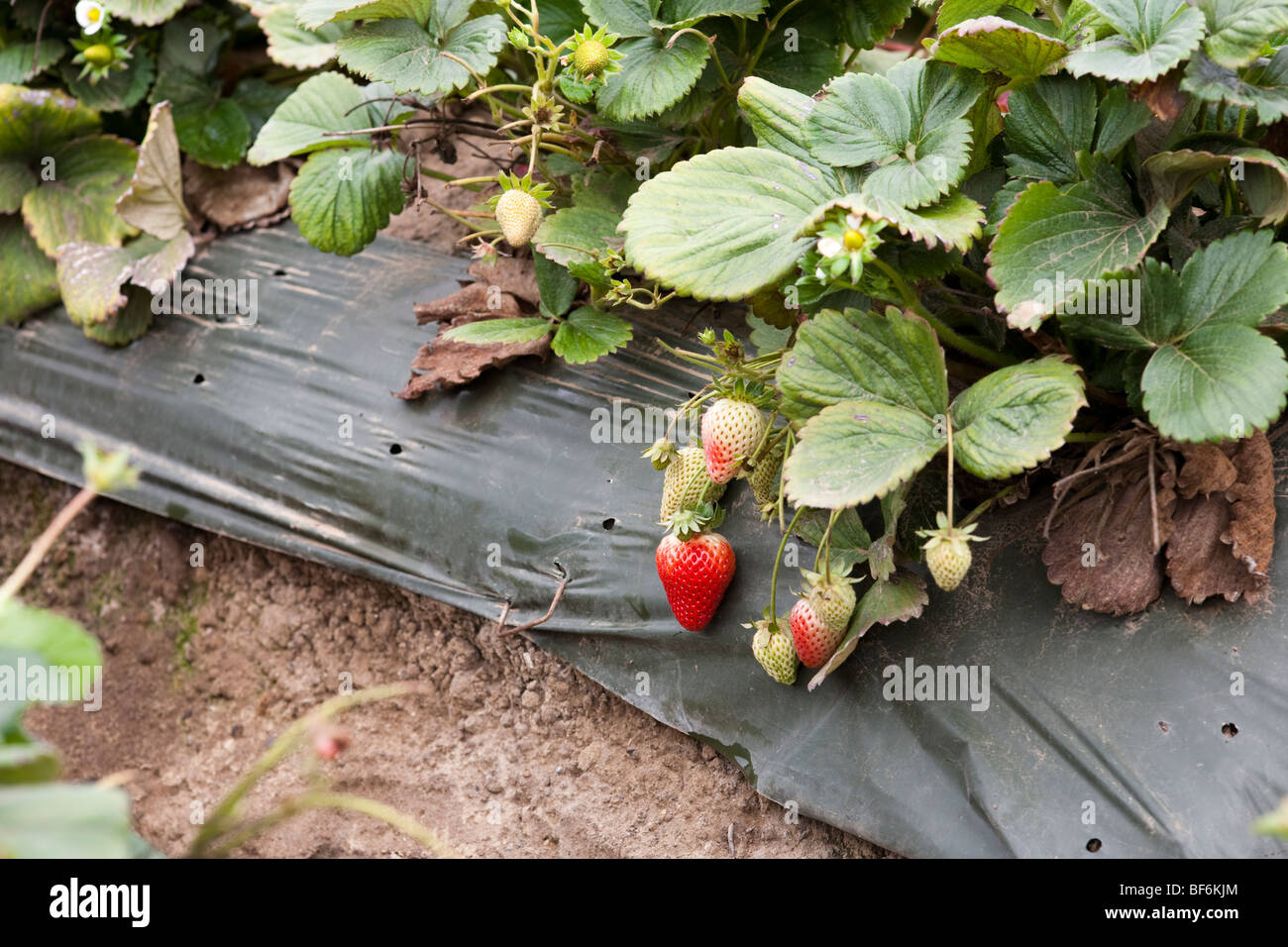 Fragole, Santa Cruz in California, Stati Uniti d'America Foto Stock