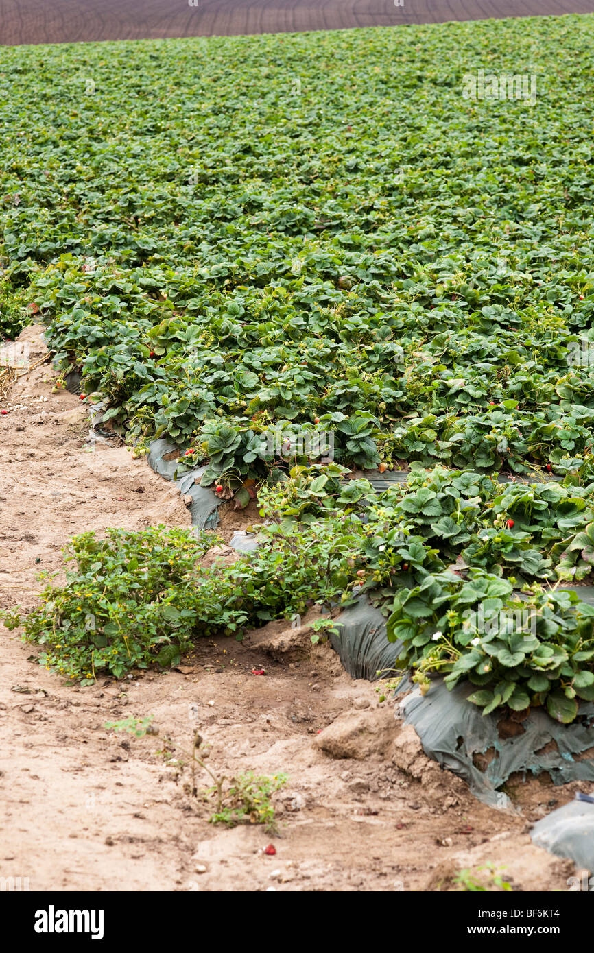 Campo di fragole, Santa Cruz in California, Stati Uniti d'America Foto Stock