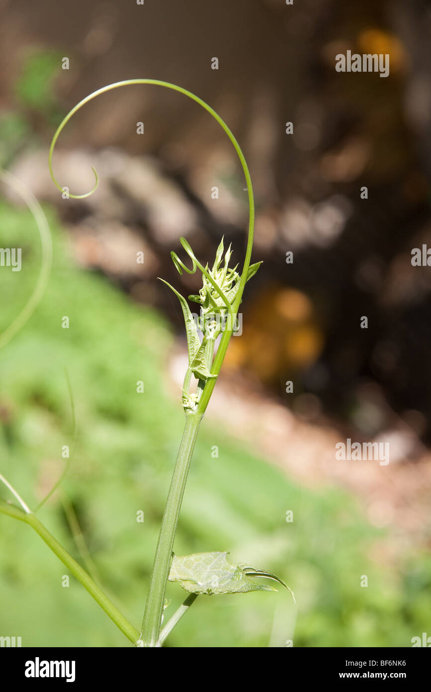 Primo piano immagine di verde di piante di vite con un bello sfondo sfocato. Foto Stock