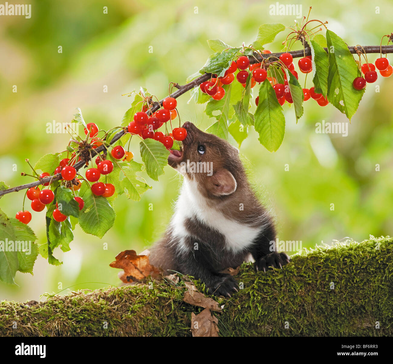 Faggete marten (Martes foina), ciliegie da mangiare giovanili. Germania Foto Stock