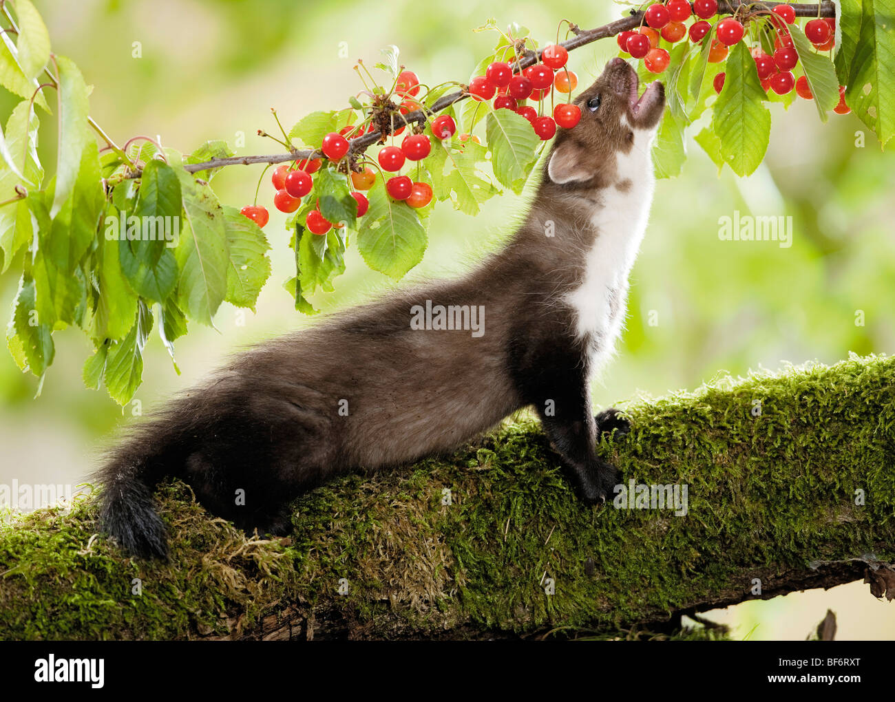 Faggete marten (Martes foina), ciliegie da mangiare giovanili. Germania Foto Stock