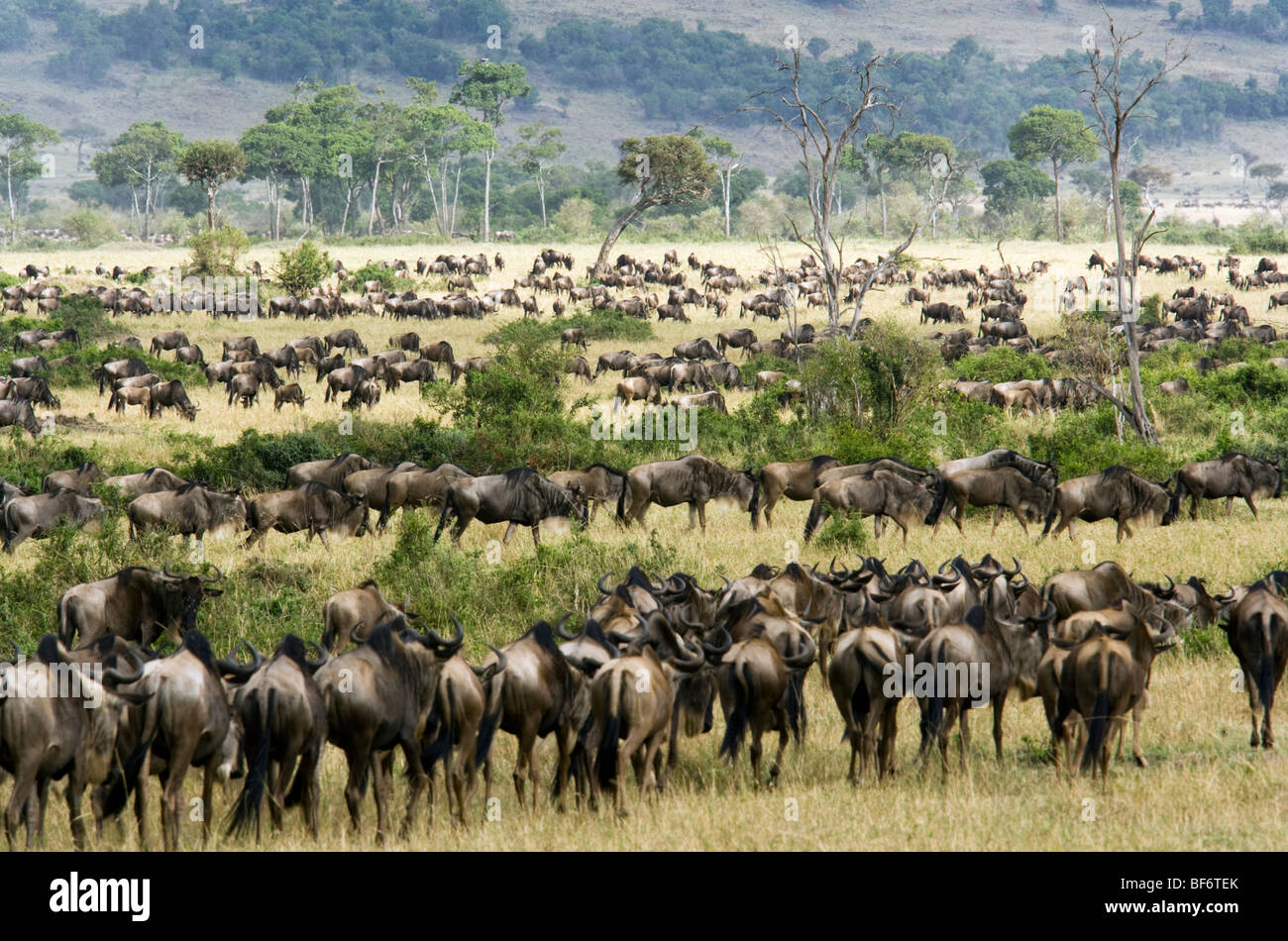 Gnu Migrazione - Masai Mara riserva nazionale, Kenya Foto Stock