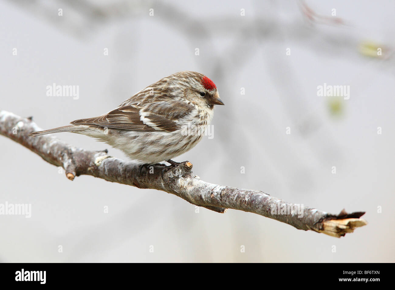 Redpoll comune sul ramo / Acanthis flammea Foto Stock