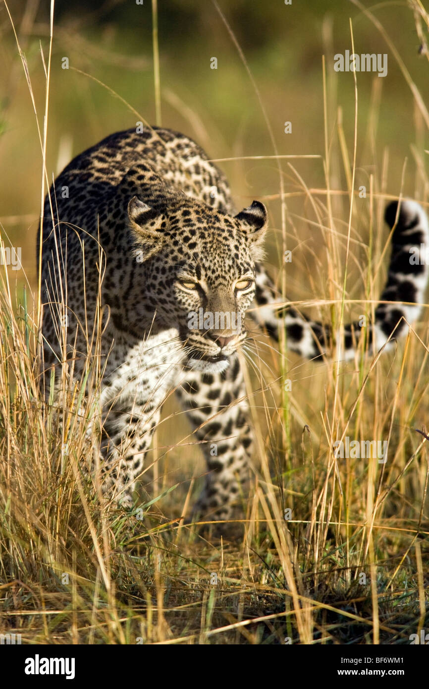 Leopard a piedi nella Riserva Nazionale di Masai Mara, Kenya Foto Stock