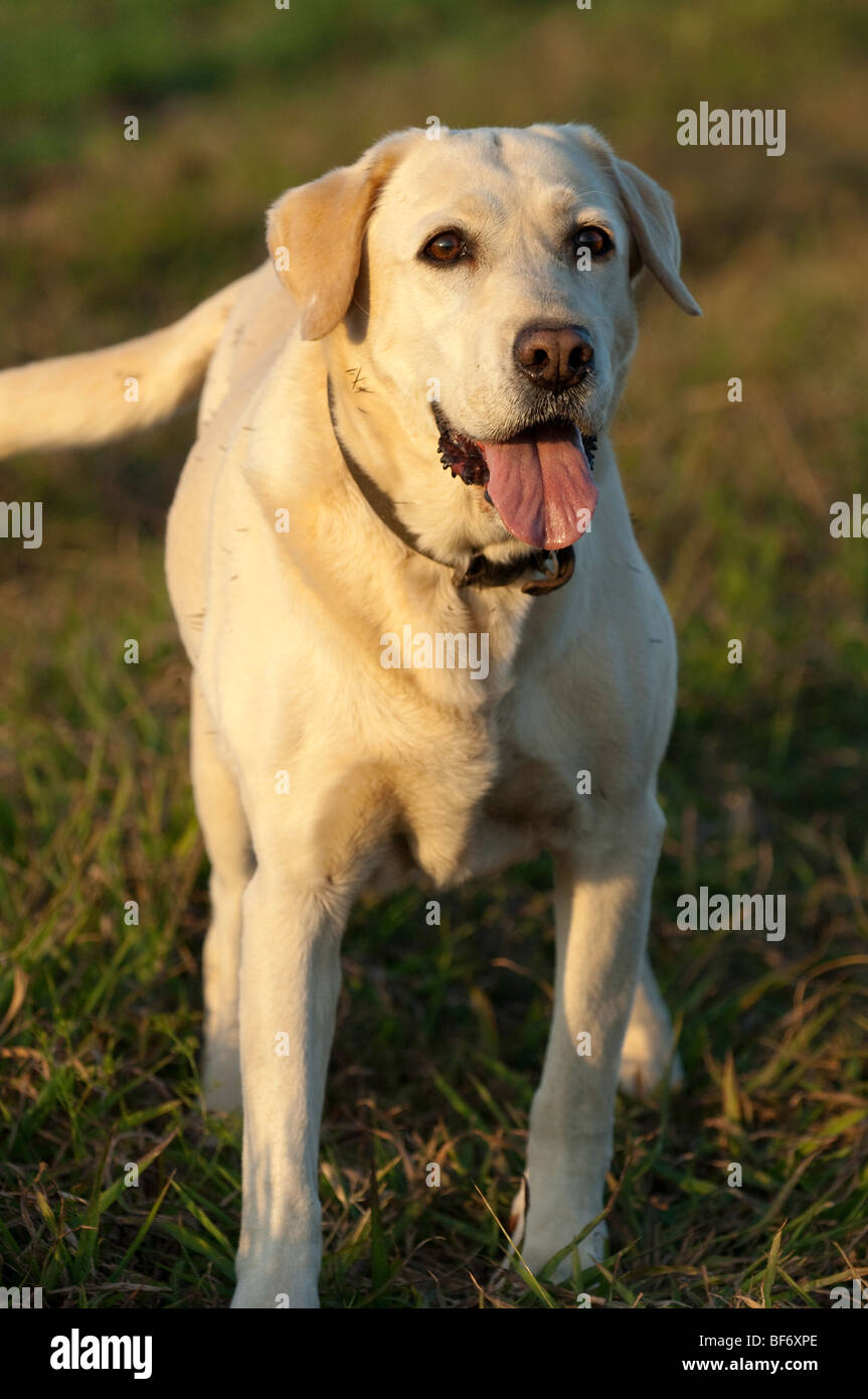 Passeggiando per i cani tenendo i cani per una passeggiata i cani domestici a piedi al di fuori esercizio aria fresca hound cani Mongrel cur cucciolo cucciolo Foto Stock