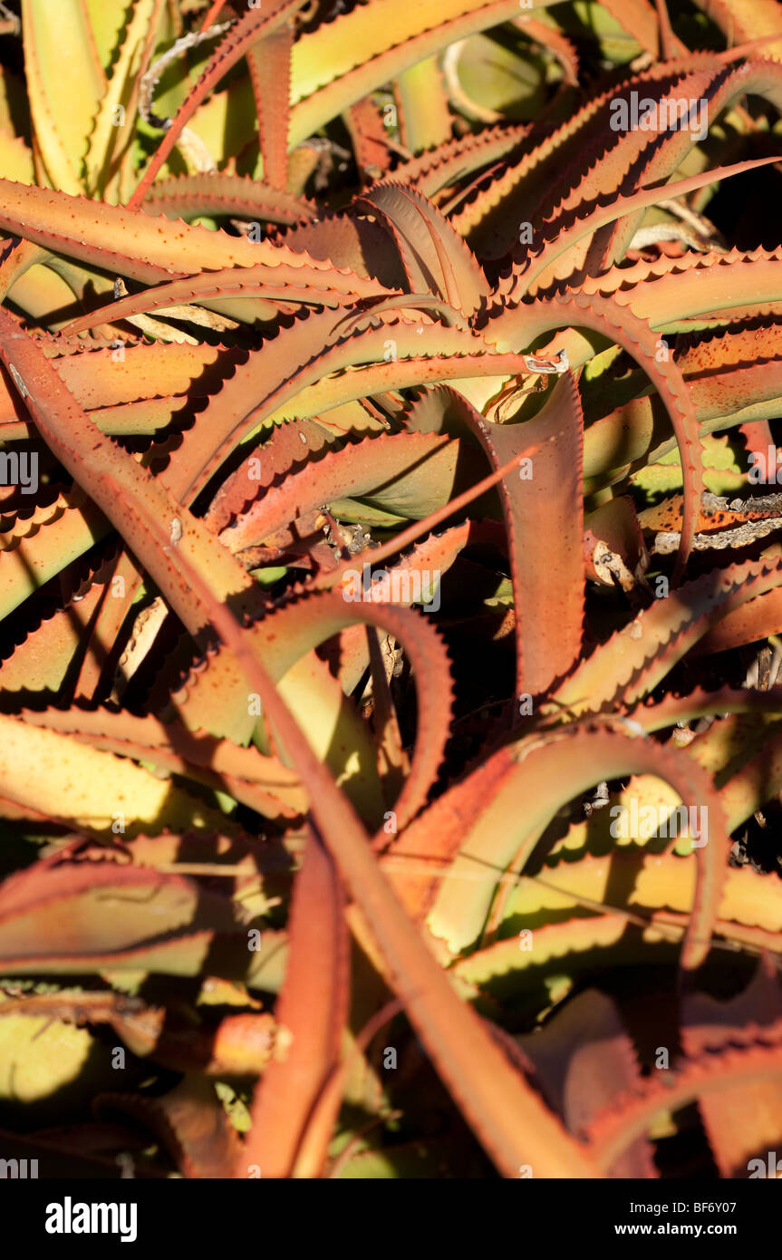 Ewanrigg Giardino Botanico Zimbabwe Africa Aloe Aloe Aloe arborescens aloe aloe giardino giardino botanico Foto Stock