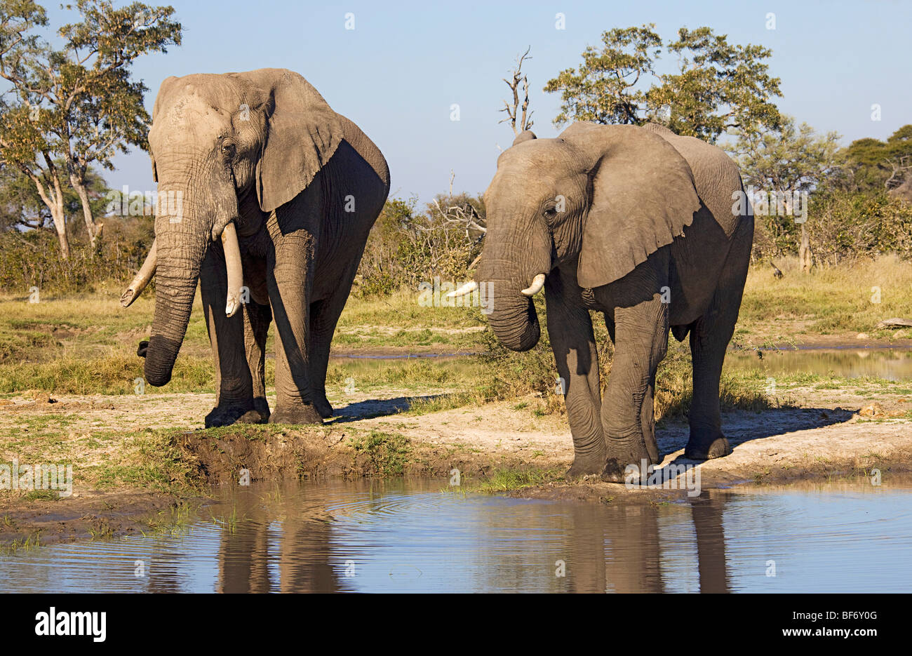 Due elefanti africani al foro di acqua / Loxodonta africana Foto Stock
