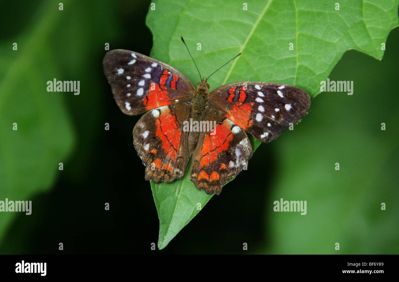 Peacock O Scarlet Peacock Butterfly, Anartia Amathea, Nymphalidae, Aka Il Coolie. America Del Sud Tropicale. Foto Stock