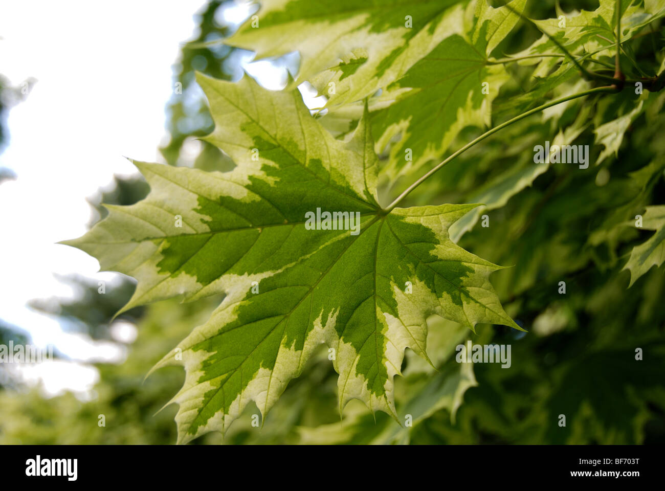 Dettaglio dell'unica colorazione del fogliame di un arlecchino maple leaf Foto Stock