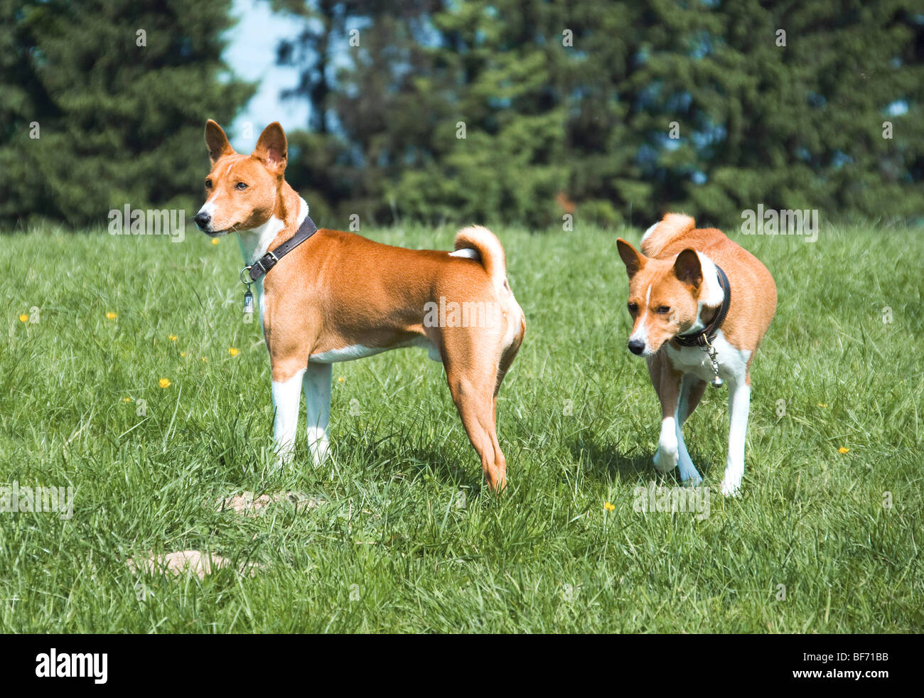 Due Basenji cani sul prato Foto Stock