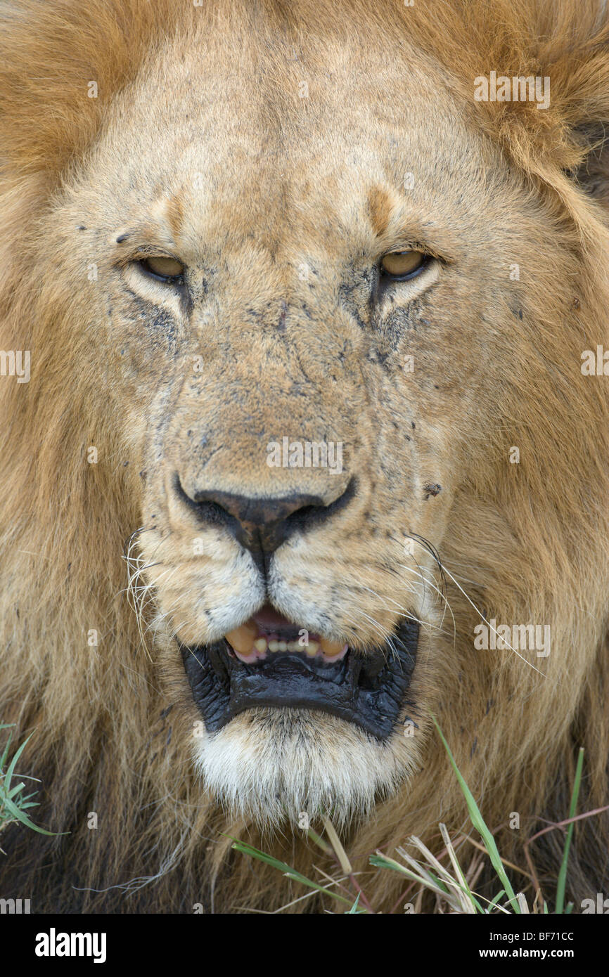 Maschio di leone africano, Panthera leo. Masai Mara riserva nazionale del Kenya. Foto Stock