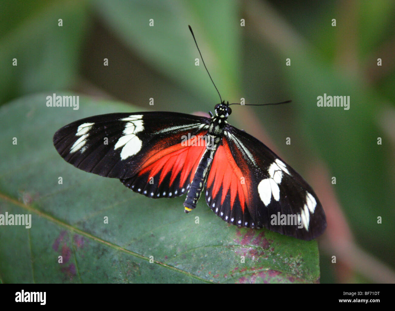 Portalettere Butterfly, Heliconius melpomene :, Nymphalidae, Sud America Foto Stock