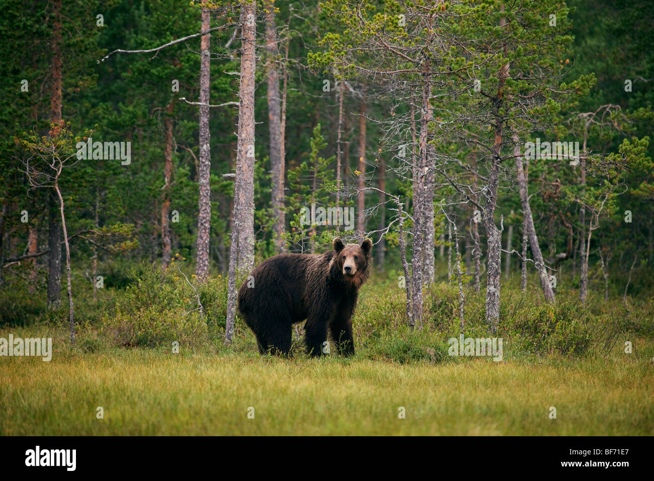 Orso bruno - permanente al bordo della foresta / Ursus arctos Foto Stock