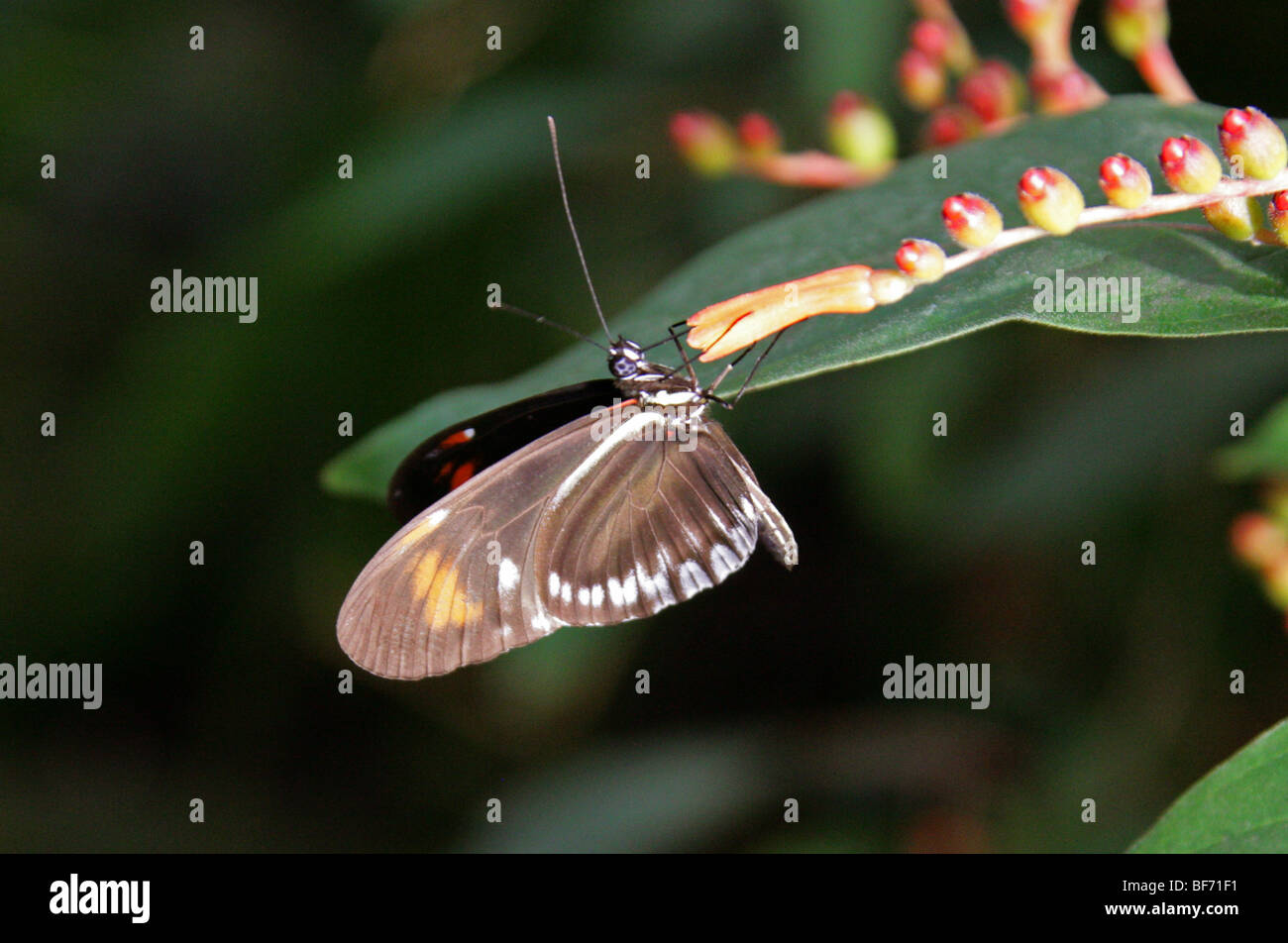 Portalettere Butterfly, Heliconius melpomene :, Nymphalidae, Sud America Foto Stock