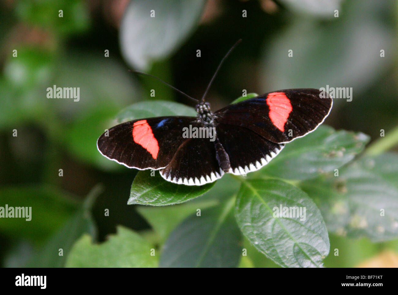 Portalettere Butterfly, Heliconius melpomene :, Nymphalidae, Sud America Foto Stock