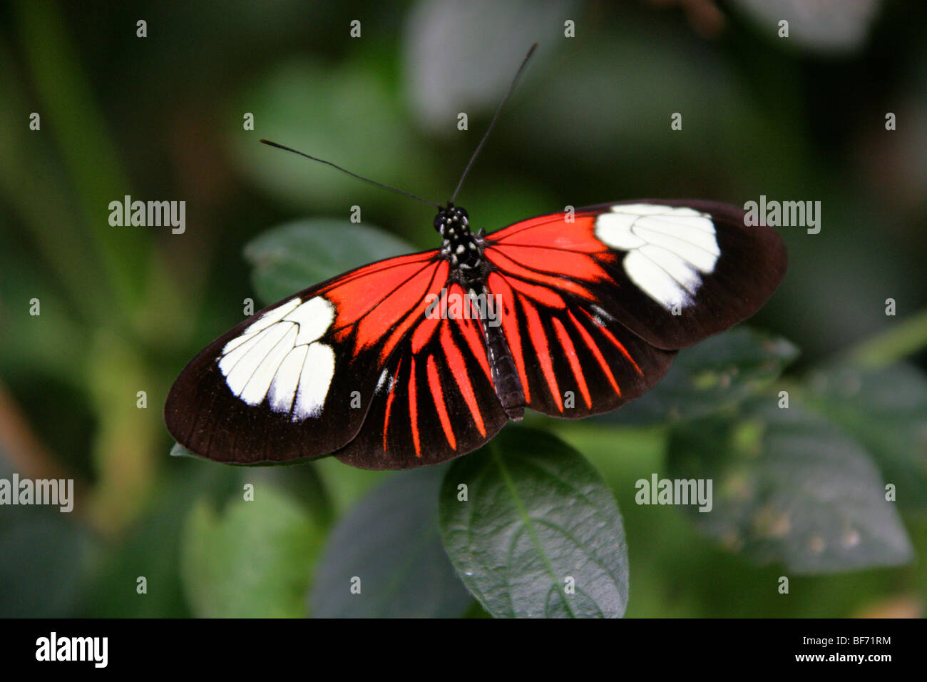 Portalettere Butterfly, Heliconius melpomene :, Nymphalidae, Sud America Foto Stock