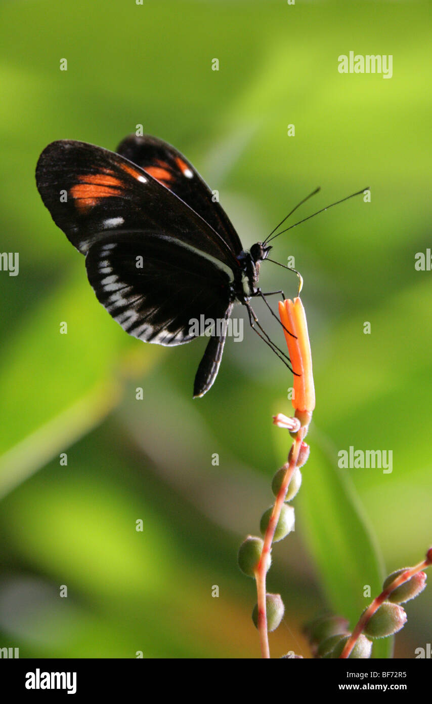 Portalettere Butterfly, Heliconius melpomene :, Nymphalidae, Sud America Foto Stock