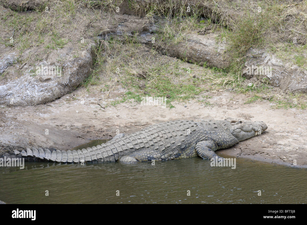 Coccodrillo del Nilo, Crocodylus niloticus, appoggiato sulla banca del fiume Talek. Masai Mara riserva nazionale del Kenya. Foto Stock