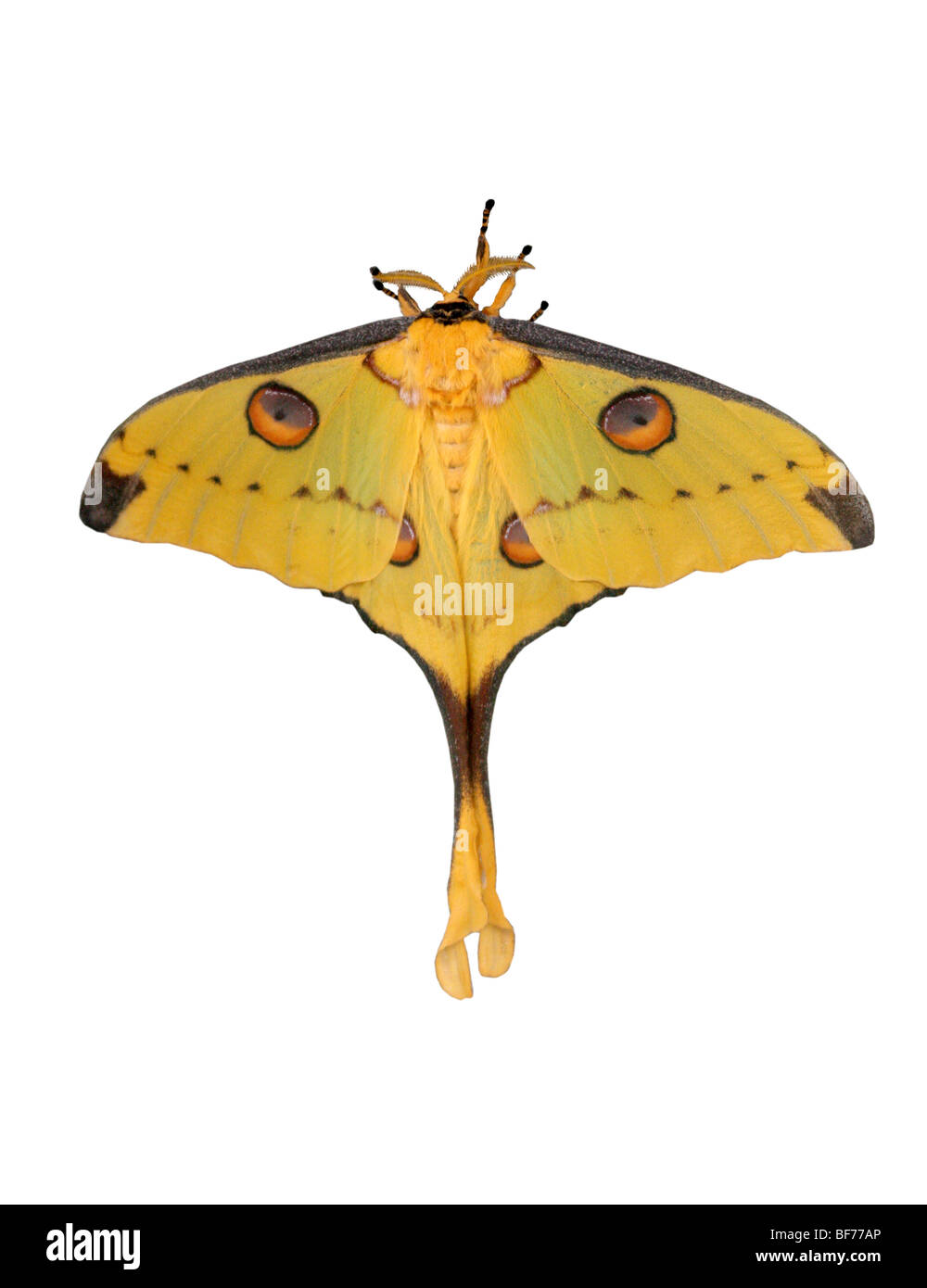 Femmina Madagascan Comet Tarma Argema mittrei, Saturniidae, Madagascar Foto Stock