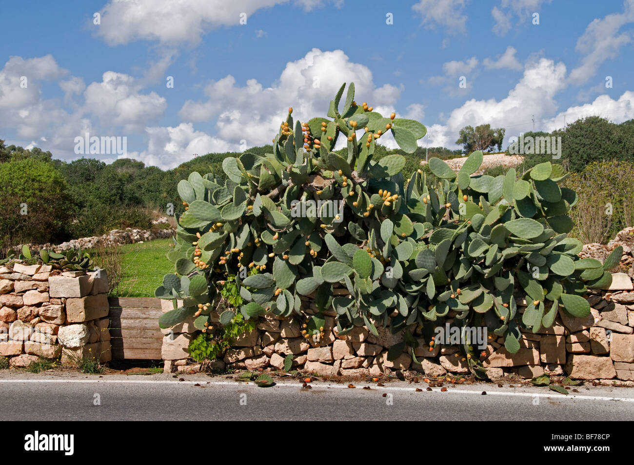 Malta Maltese parete Cactus Farm Foto Stock