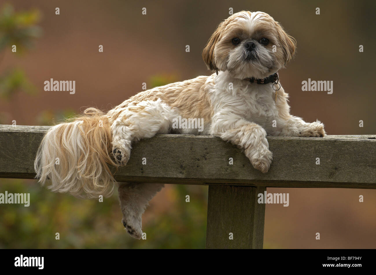 Femmina SHIH TZU Canis lupus FAMILIARIS cane domestico posa su un banco di lavoro all'aperto Foto Stock