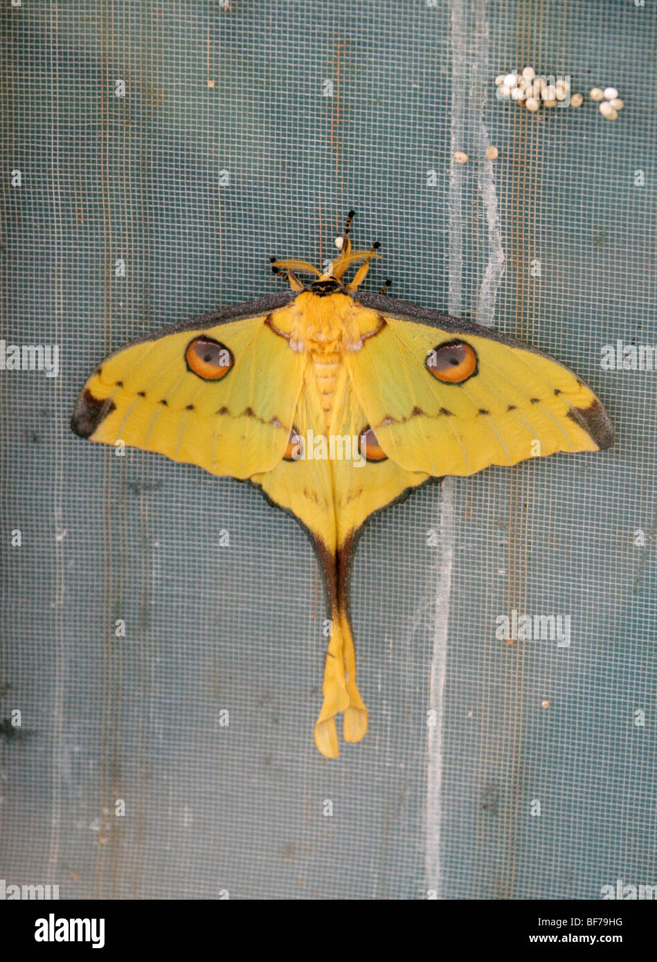 Femmina Madagascan Comet Tarma Argema mittrei, Saturniidae. Madagascar Foto Stock