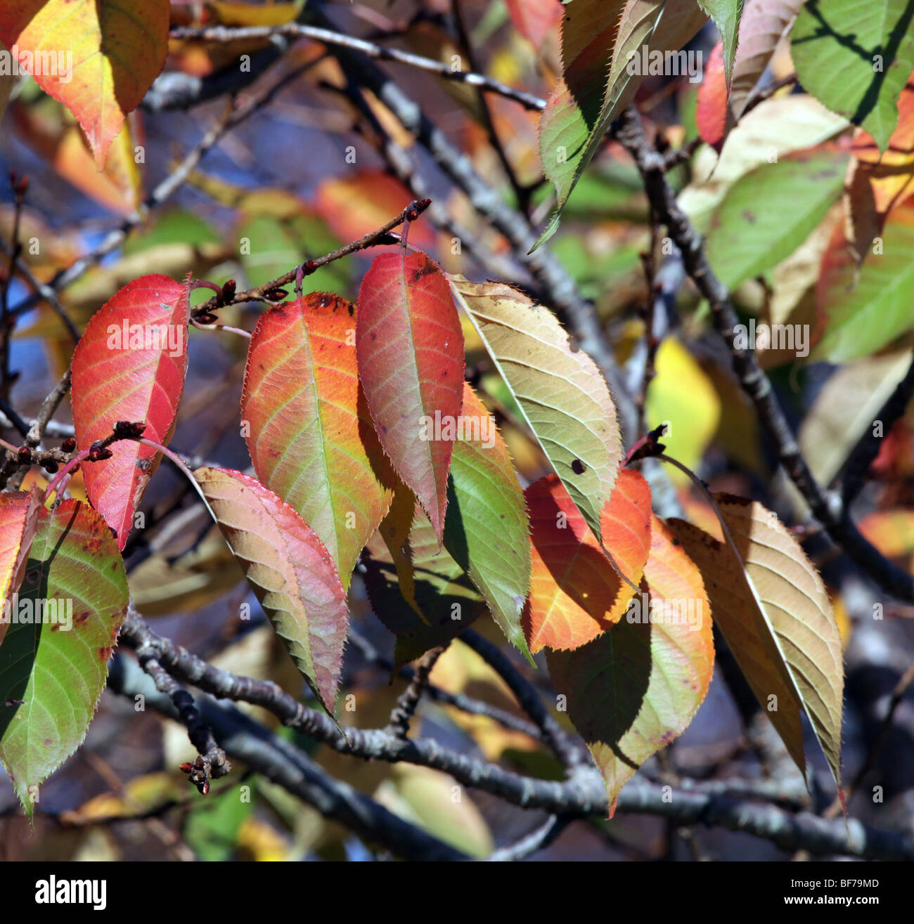 Foglie di autunno in oro rosso verde e giallo appeso dall'albero. Shot closeup close-up close up. Foto Stock